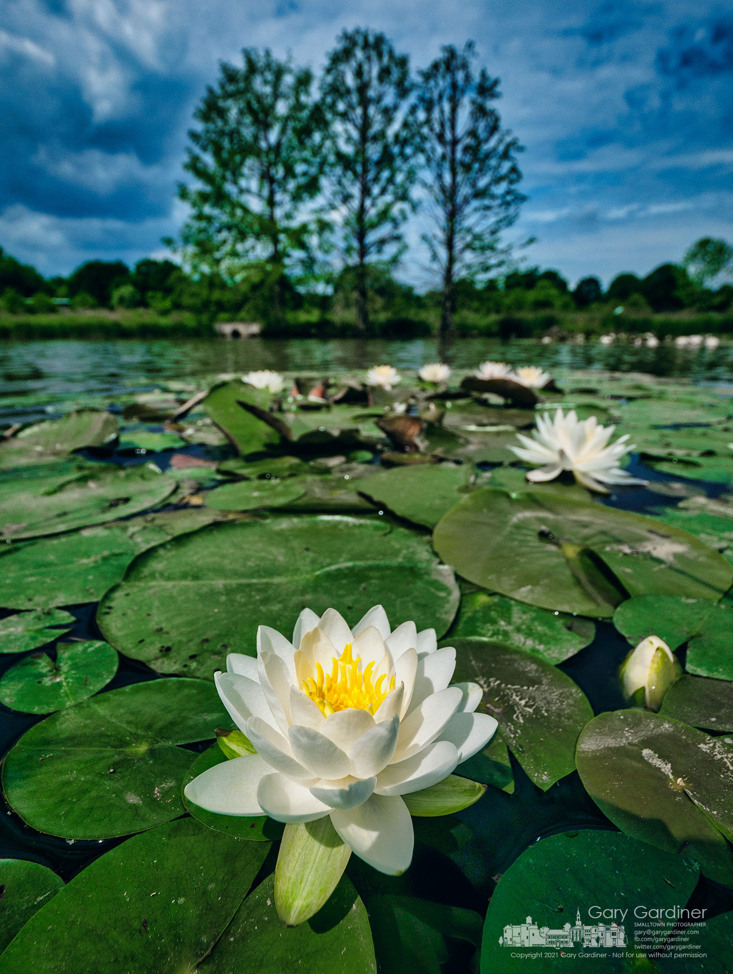 One of the large collection of blooming lilypads sits along the eastern shoreline of the wetlands at Highlands Aquatic Center. My Final Photo for May 26, 2021.