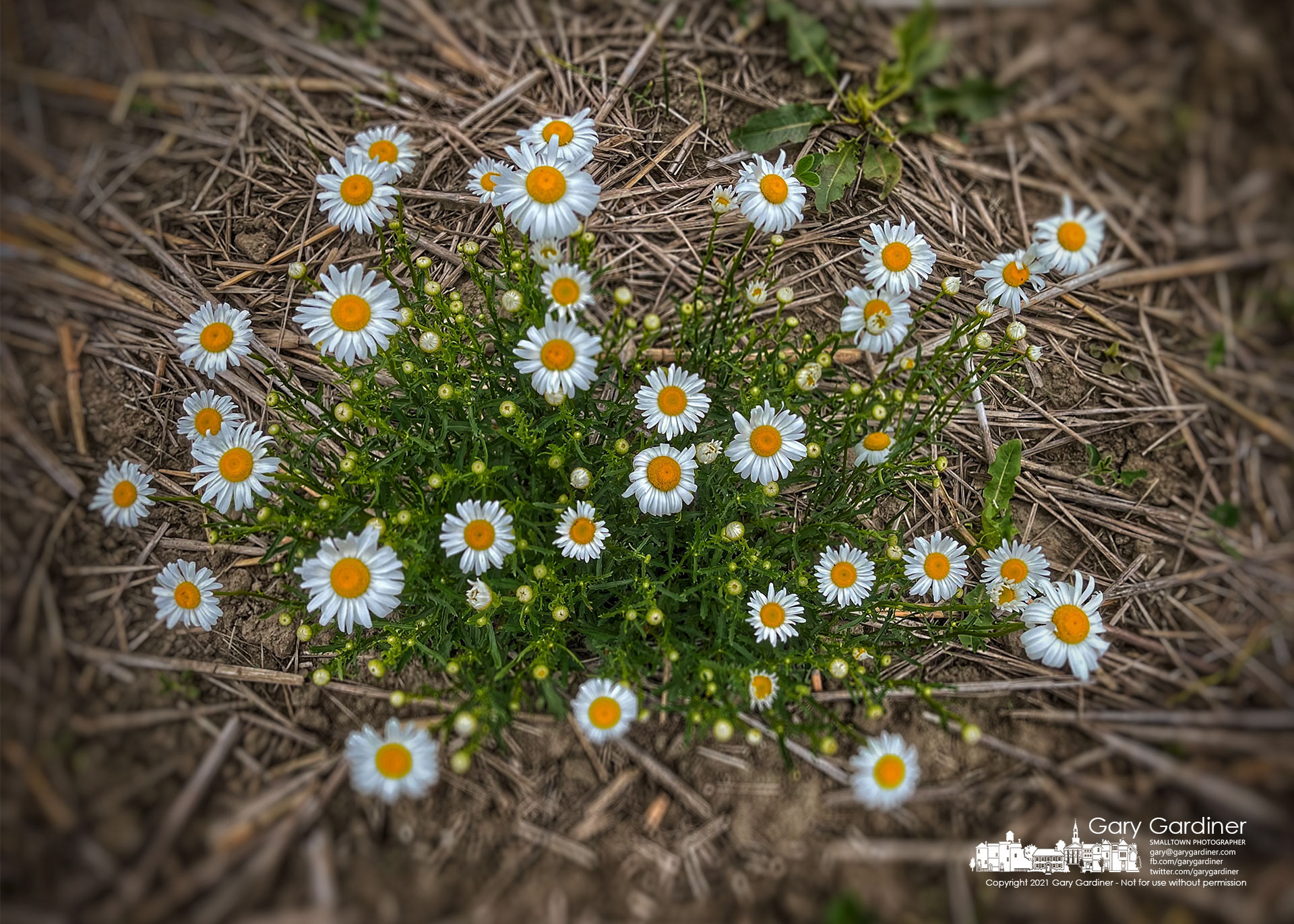 A blooming Oxeye daisy plant stands out against the dried soil and detritus of the lower field on the Braun Farm where the noxious plant shows itself every spring. My Final Photo for June 1, 2021.