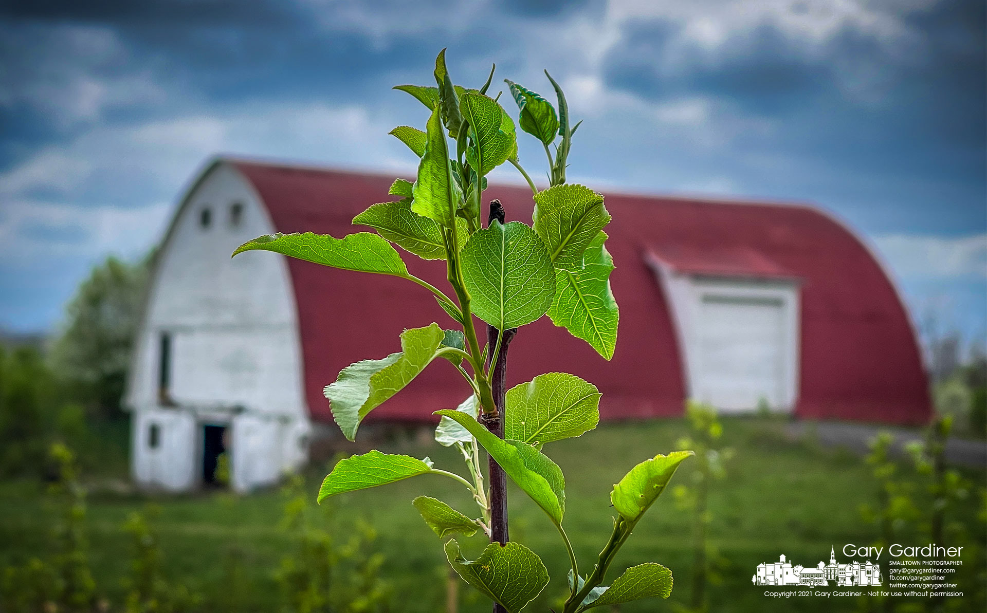 A Callery pear tree grows along with several hundred more in the fields at the Braun Farm as farmers wait for warmer and drier weather to plant this year's crops. My Final Photo for April 12, 2021.