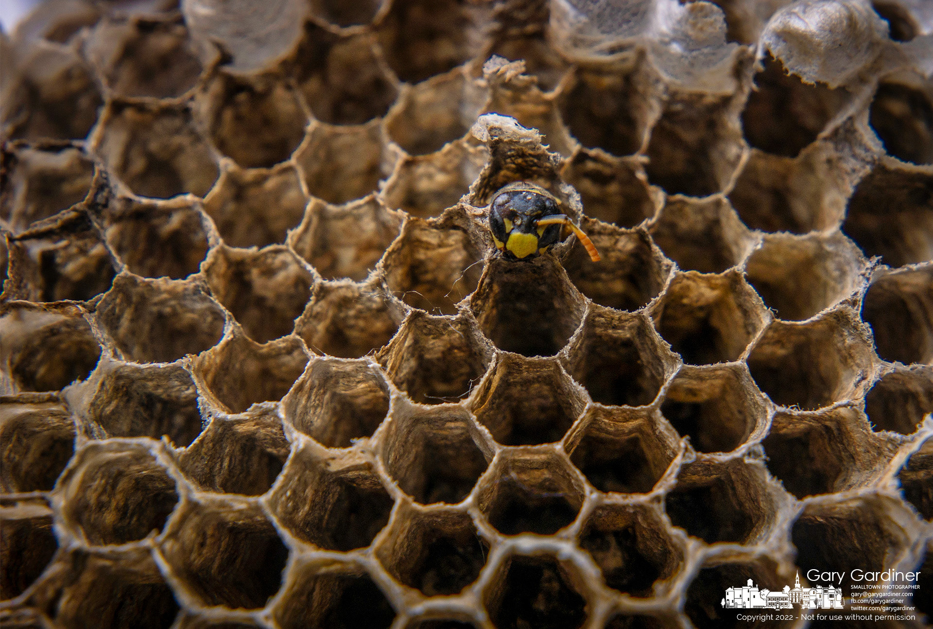 The desiccated body of a paper wasp remains in a cell of the nest that fell from a building during a strong windstorm. My Final Photo for March 25, 2022.