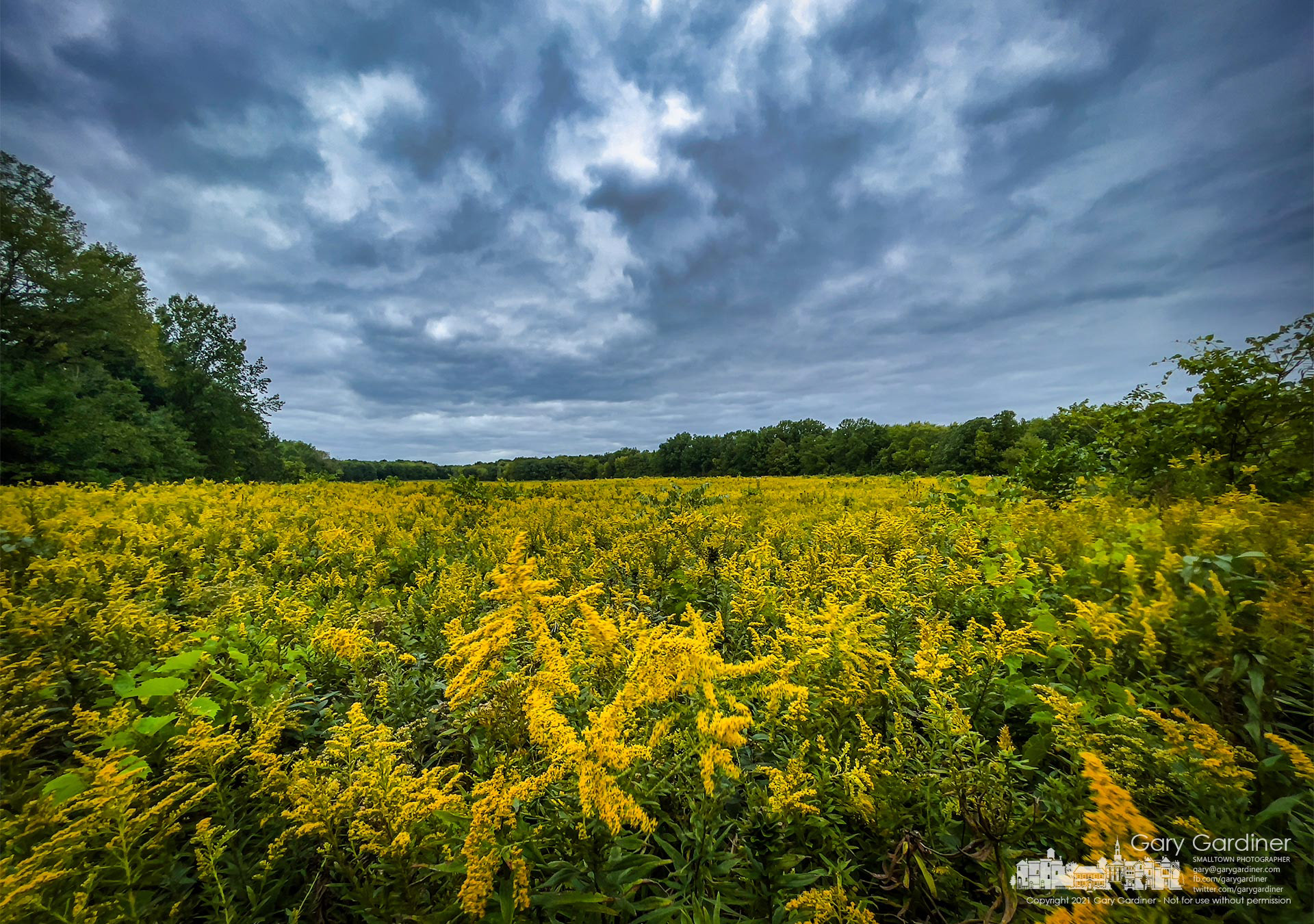 Goldenrod bursts into color under storm clouds blowing over the prairie at the edge of the Edward S. Thomas Nature Preserve in Sharon Woods Metro Park. My Final Photo for Sept. 23, 2021.