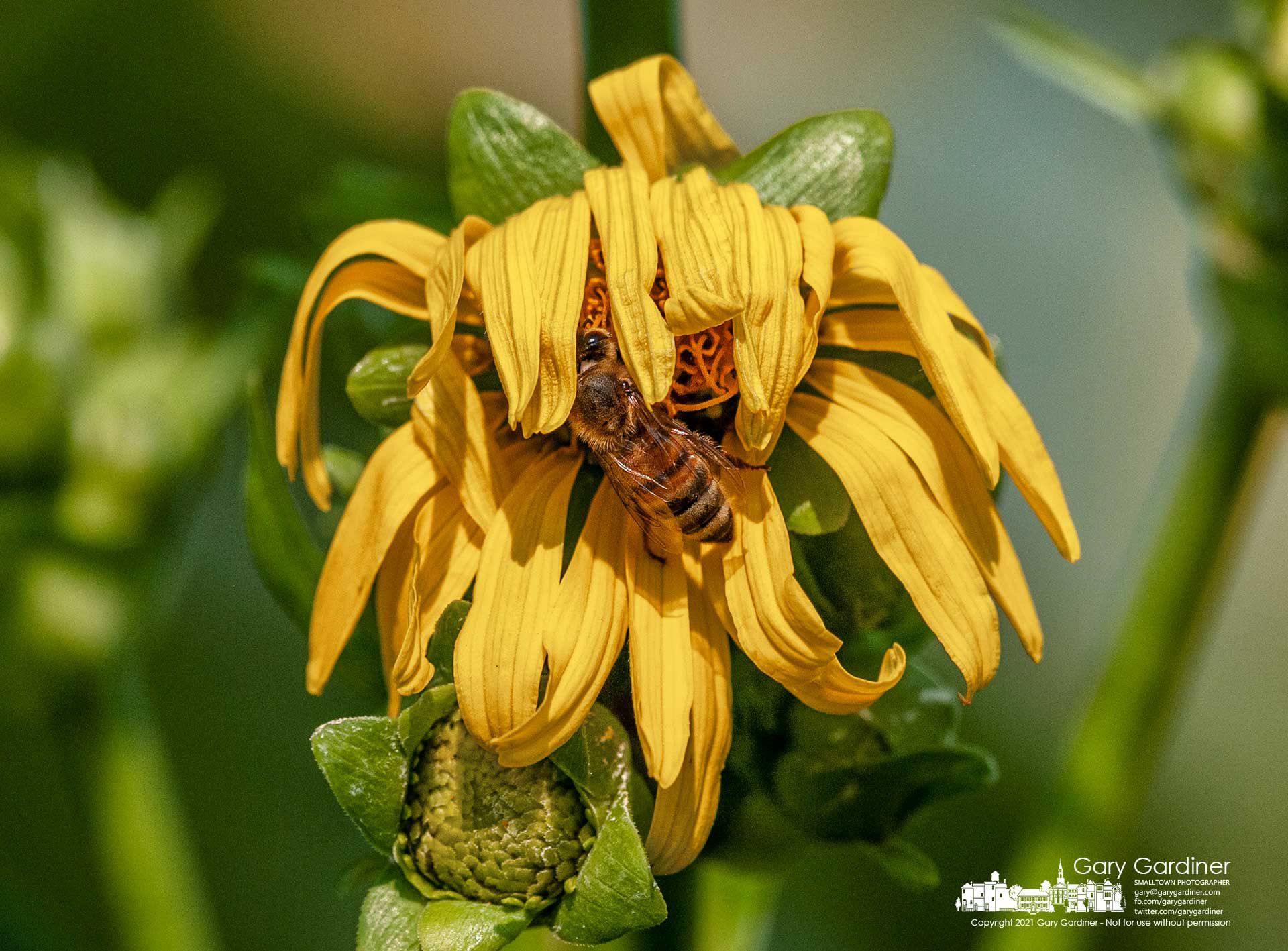 A honey bee moves wilted flower petals out of the way to make its way to the nectar of a wildflower growing in the wetlands at Highlands Aquatic Park. My Final Photo for July 27, 2021. 
