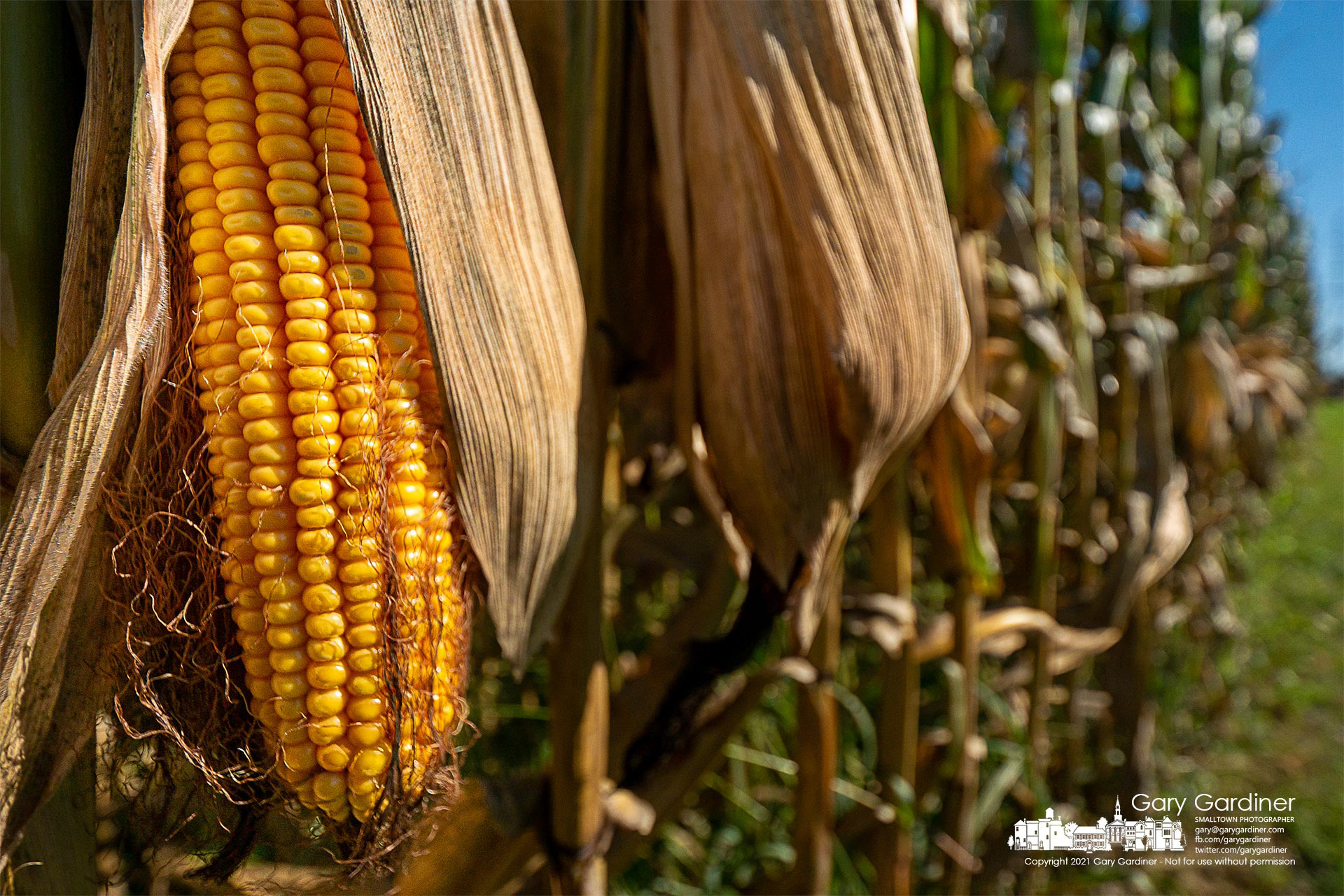 Rows of field corn begin to dry after a strong growing season in fields along Africa Road across from the Yarnell Farm barns. My Final Photo for Sept. 24, 2021.
