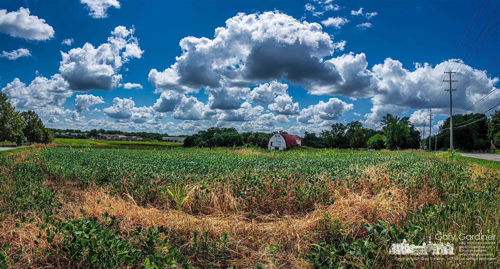 Dead Johnsongrass turns brown at the edge of a section of the soybean fields at the Braun Farm beginning to show promise of rapid growth under a partly cloudy August sky. My Final Photo for Aug. 2, 2021.