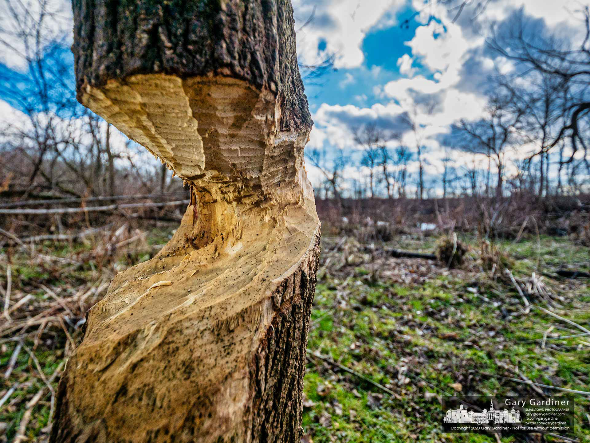 A tree at Alum Creek North bears the destructive scars of a beaver's overnight work cutting timber to build a lodge along the creek in Westerville. My Final Photo for Jan. 15, 2021.