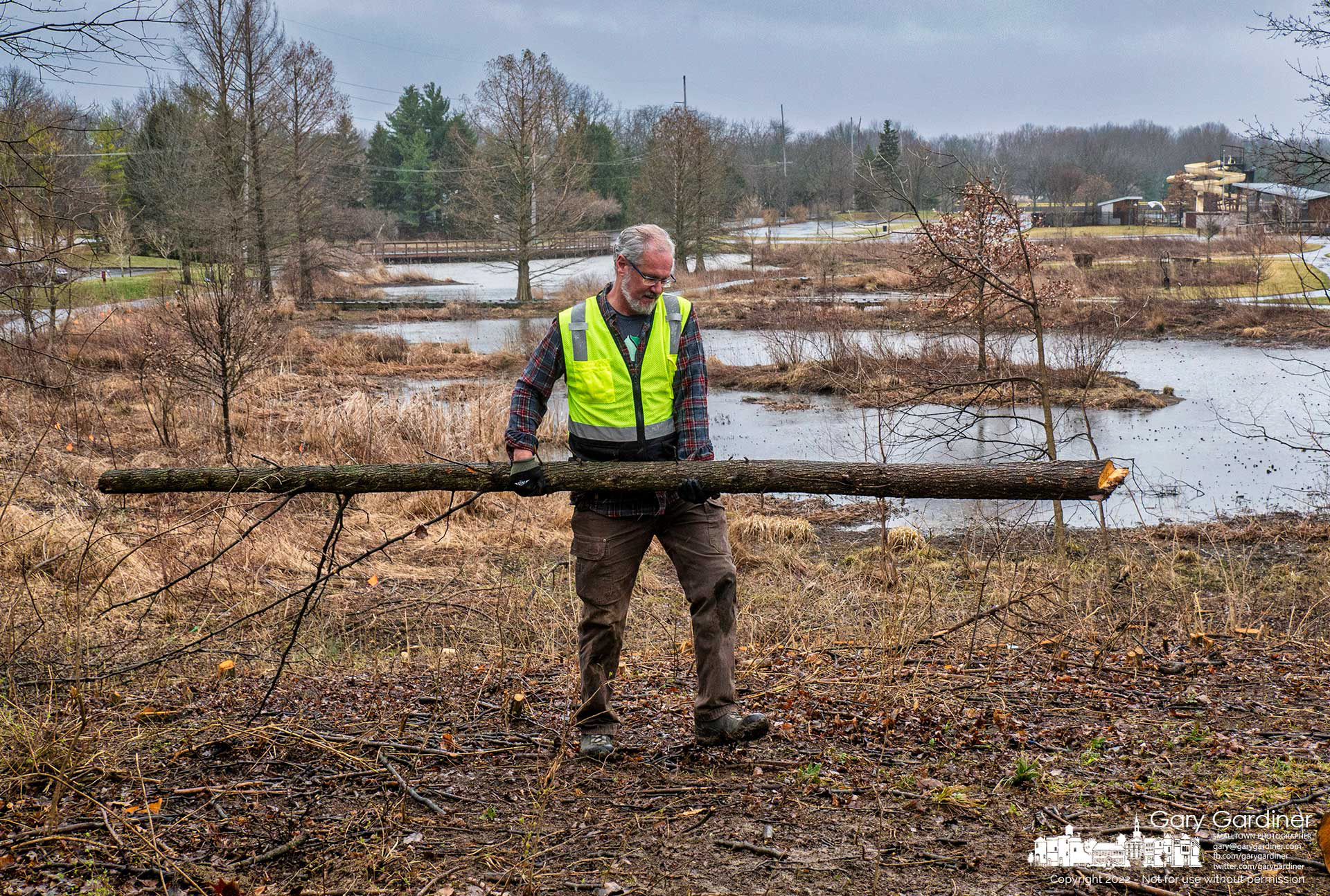 MAD Scientist's Mark Dilley carries a Callery pear tree trunk to a chipper as he and a volunteer crew worked to complete clearing invasive trees and shrubs from the north slope of Highlands's wetland. My Final Photo for March 19, 2022.