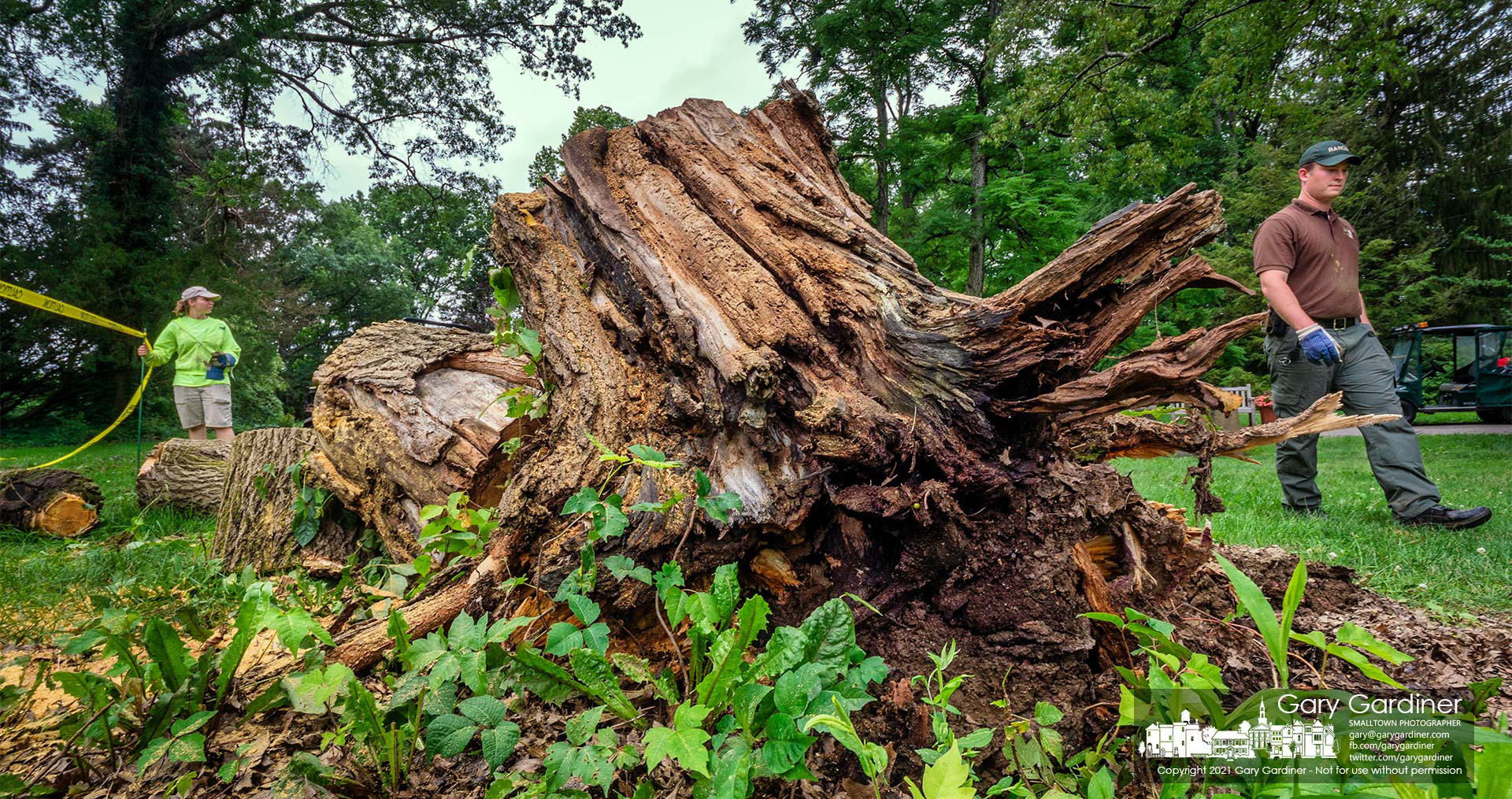 Workers clear debris from a mulberry tree after it fell and was cut into sections on greenspace at Inniswood Metro Gardens. My Final Photo for July 17, 2021. 
