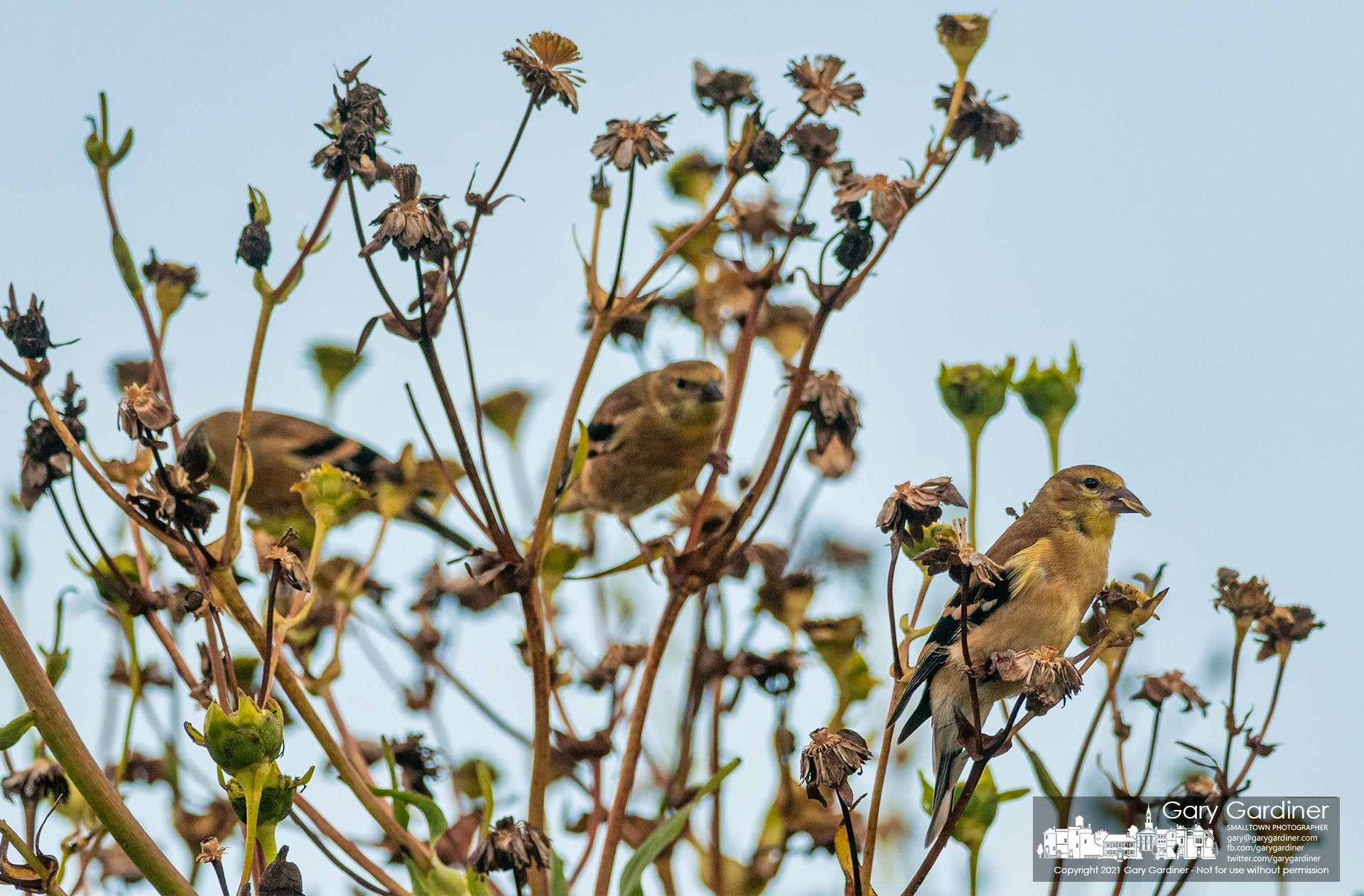 A flock of three nonbreeding goldfinch munch on the seeds of wildflowers growing along the wetlands at Highland. My Final Photo for Sept. 8, 2021.