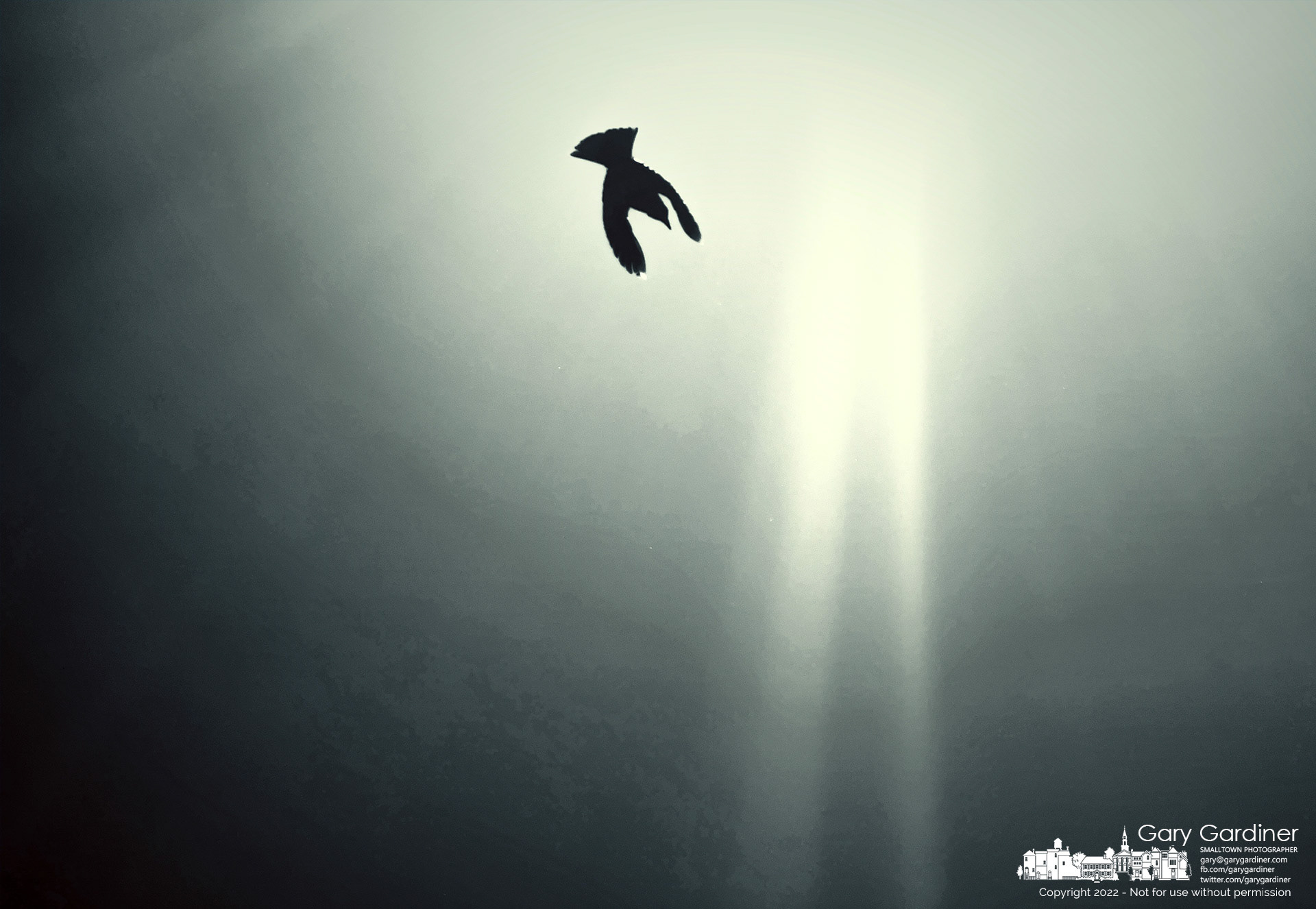 A red-winged blackbird dives out of the sun to try and scare away an intruder nearing its nest in the small prairie land at the Highlands wetlands. My Final Photo for June 5, 2022.