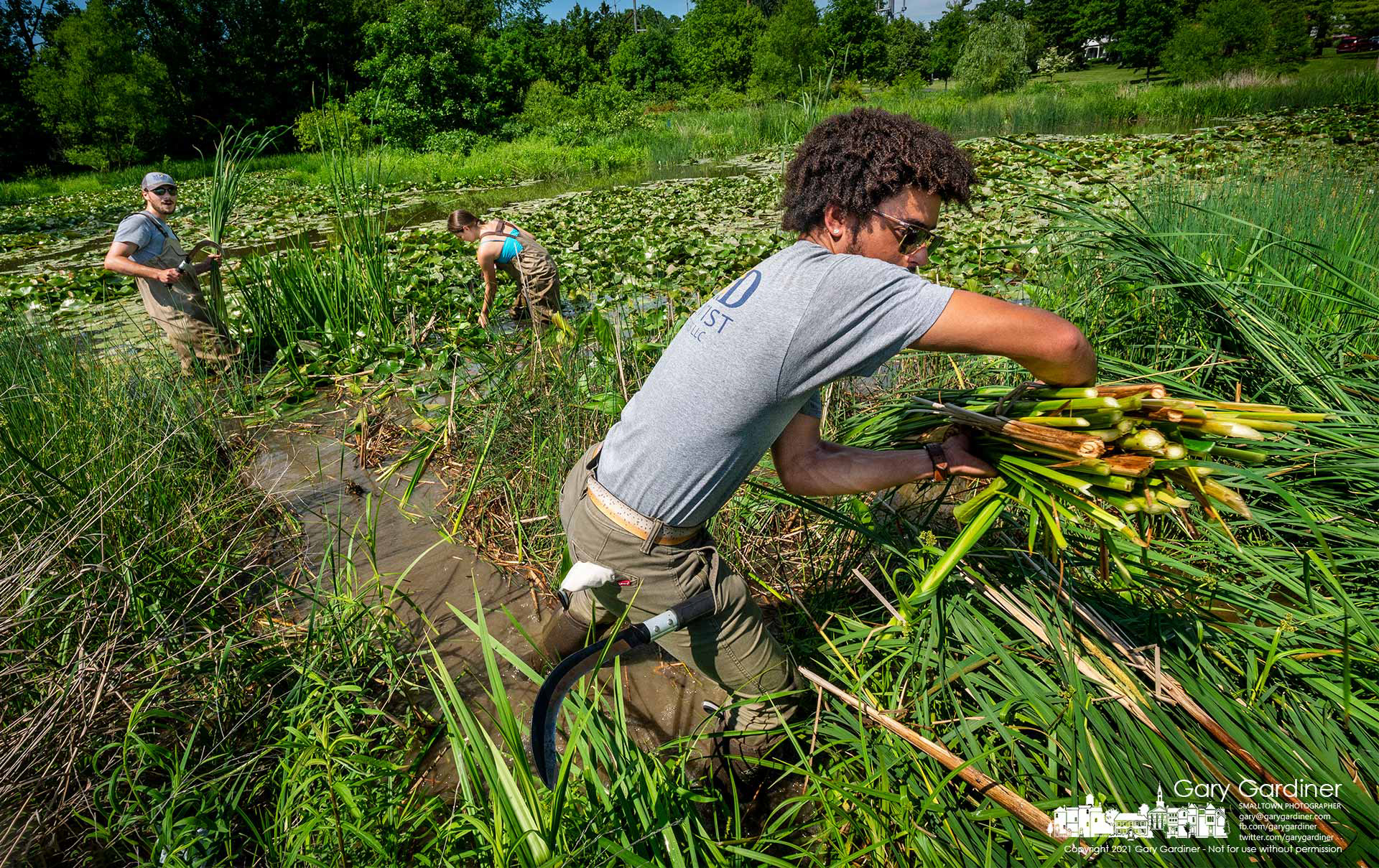 A crew from MAD Scientist cuts invasive narrow-leaved cattail from a section of the wetlands at the Highlands Aquatic Center park. My Final Photo for June 4, 2021. 