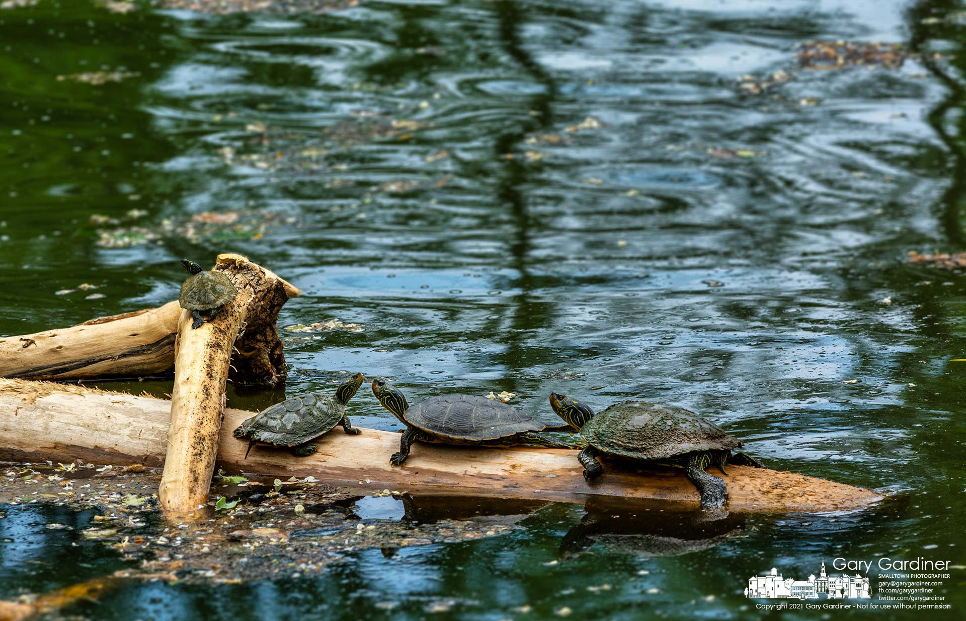 Four painted turtles sun themselves on denuded trees cleared of bark from the rough waters at the Alum Creek Dam in Westerville. My Final Photo for May 24, 2021.