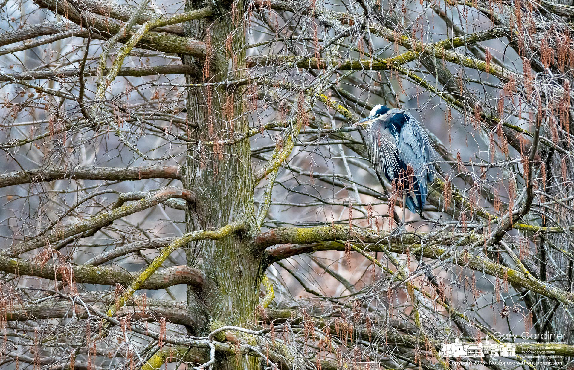 A great Blue Heron sits on the naked branch of a cypress tree at the wetlands at Highland Park. My Final Photo for January 18, 2023. 