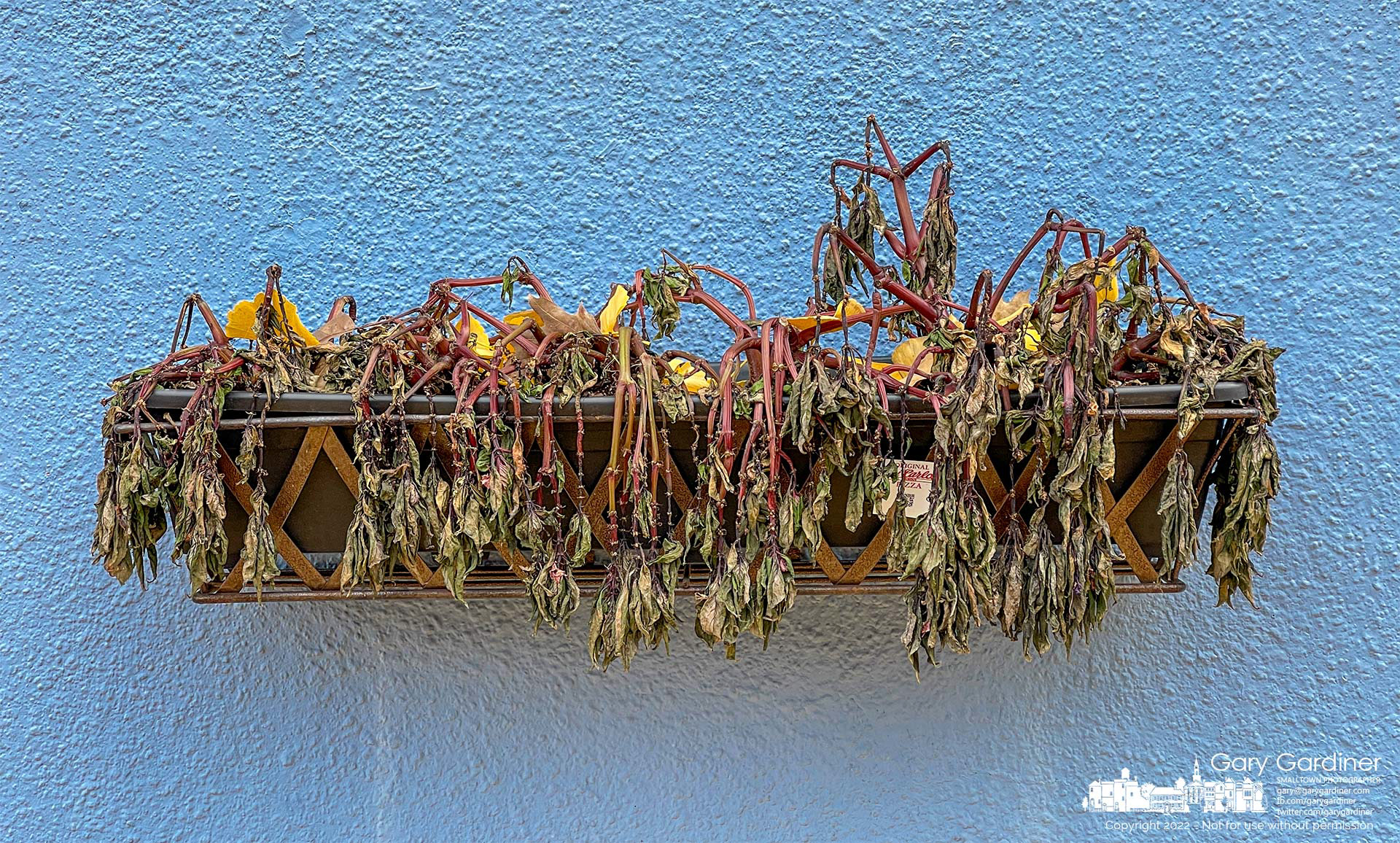 Falling ginkgo leaves settle on the wilted stalks and blossoms of a flower basket attached to a building on South State Street in Uptown Westerville marking the result of colder weather. My Final Photo for October 31, 2022.