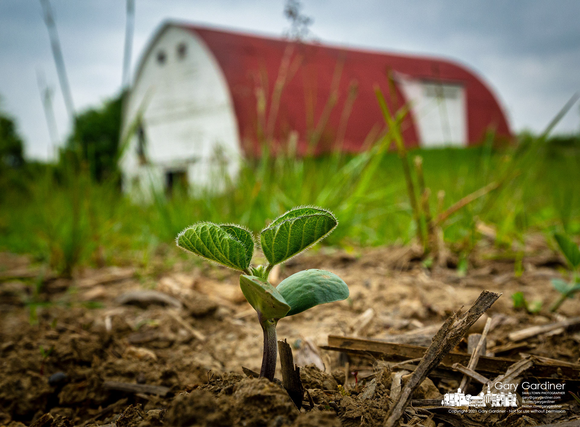 The first true leaves of a soybean plant begin to spread open on the Braun Farm more than two weeks after planting. My Final Photo for May 17, 2021. 