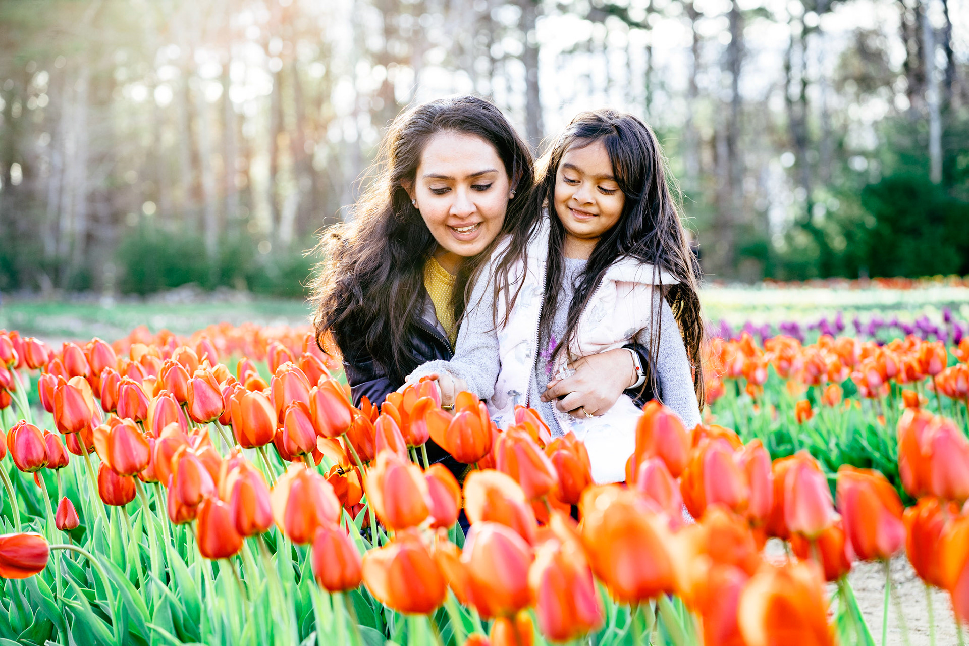 Tulip garden