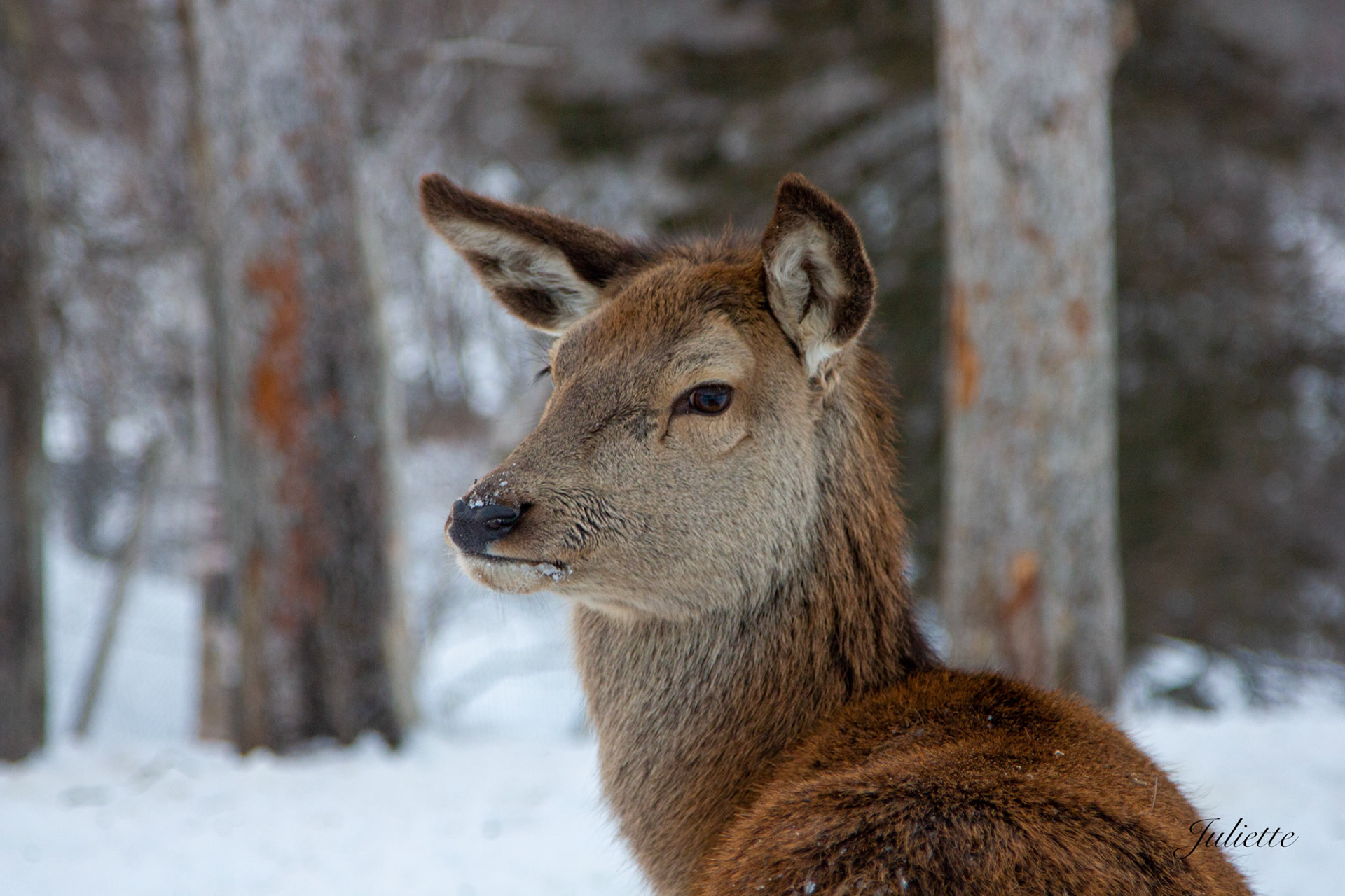 Bambi où es tu mon fils