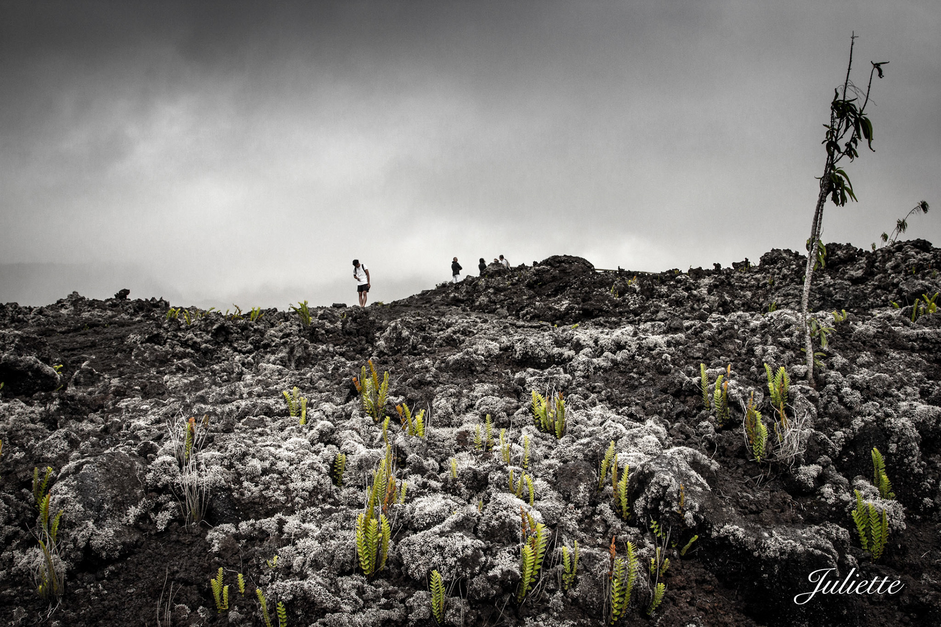 La nature reprend ses droits - Coulées de lave de La Réunion