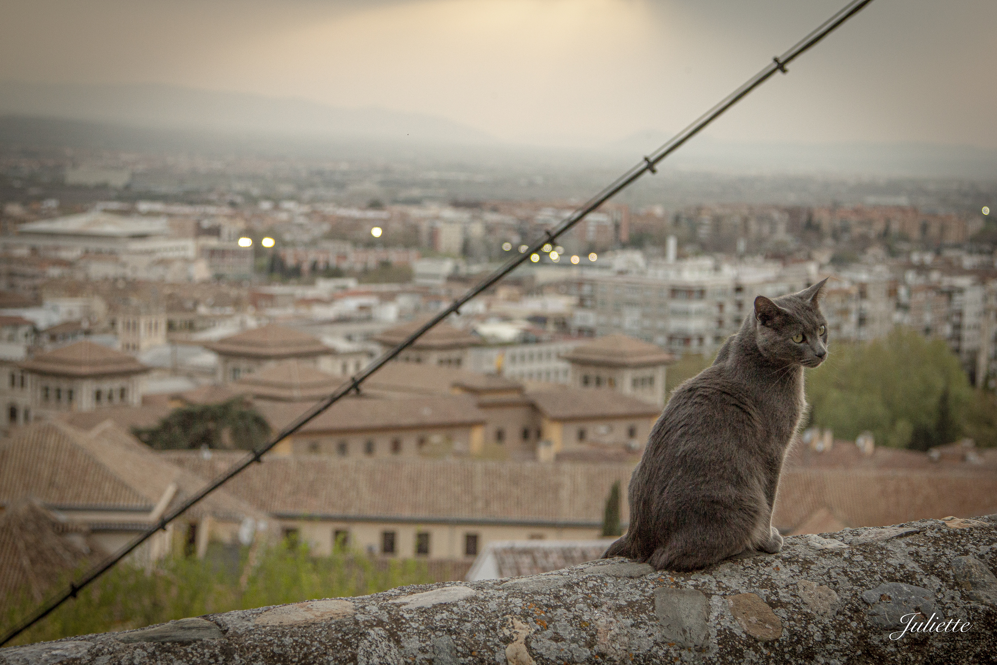 Chat perché sur sa colline