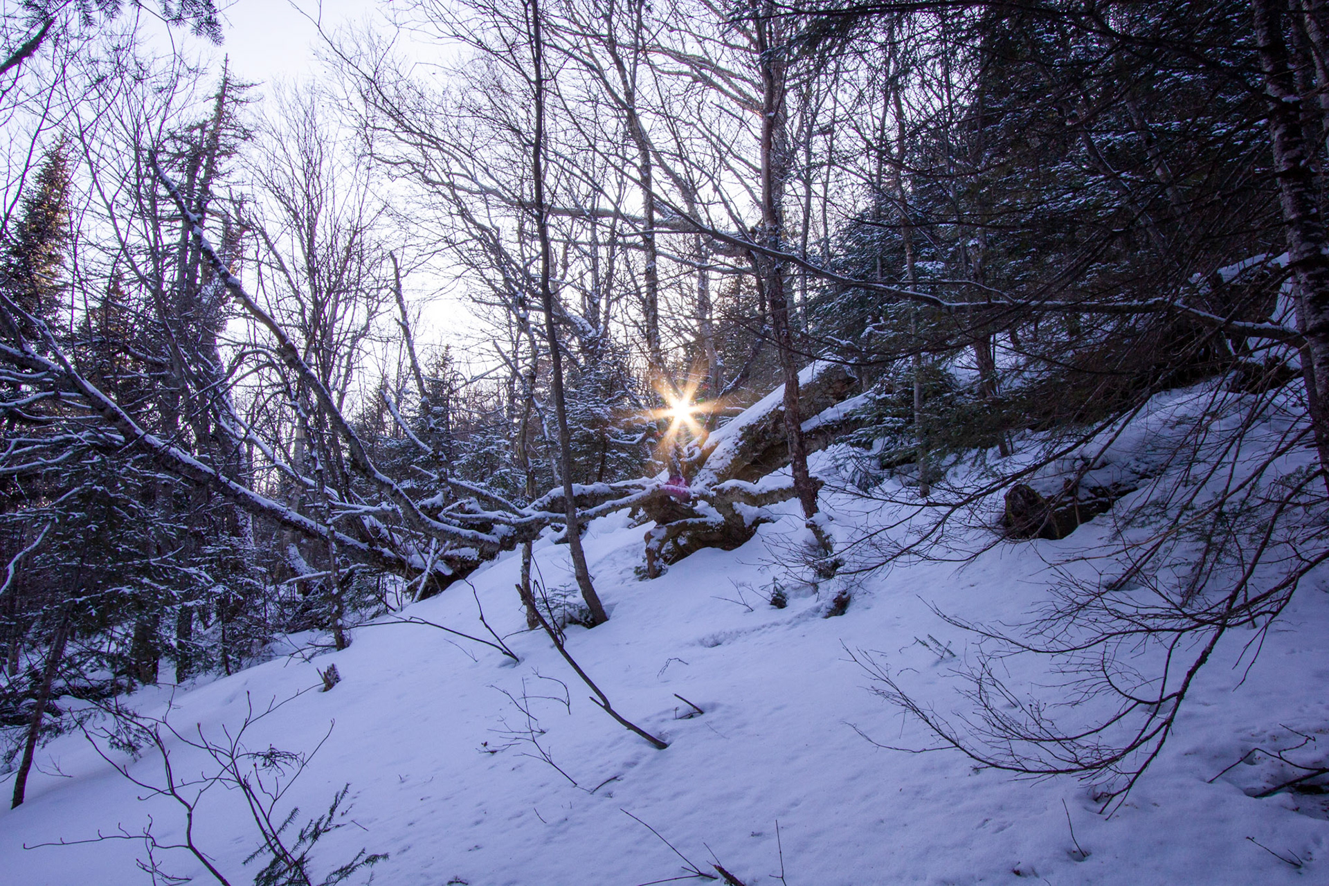 Forêt Québécoise