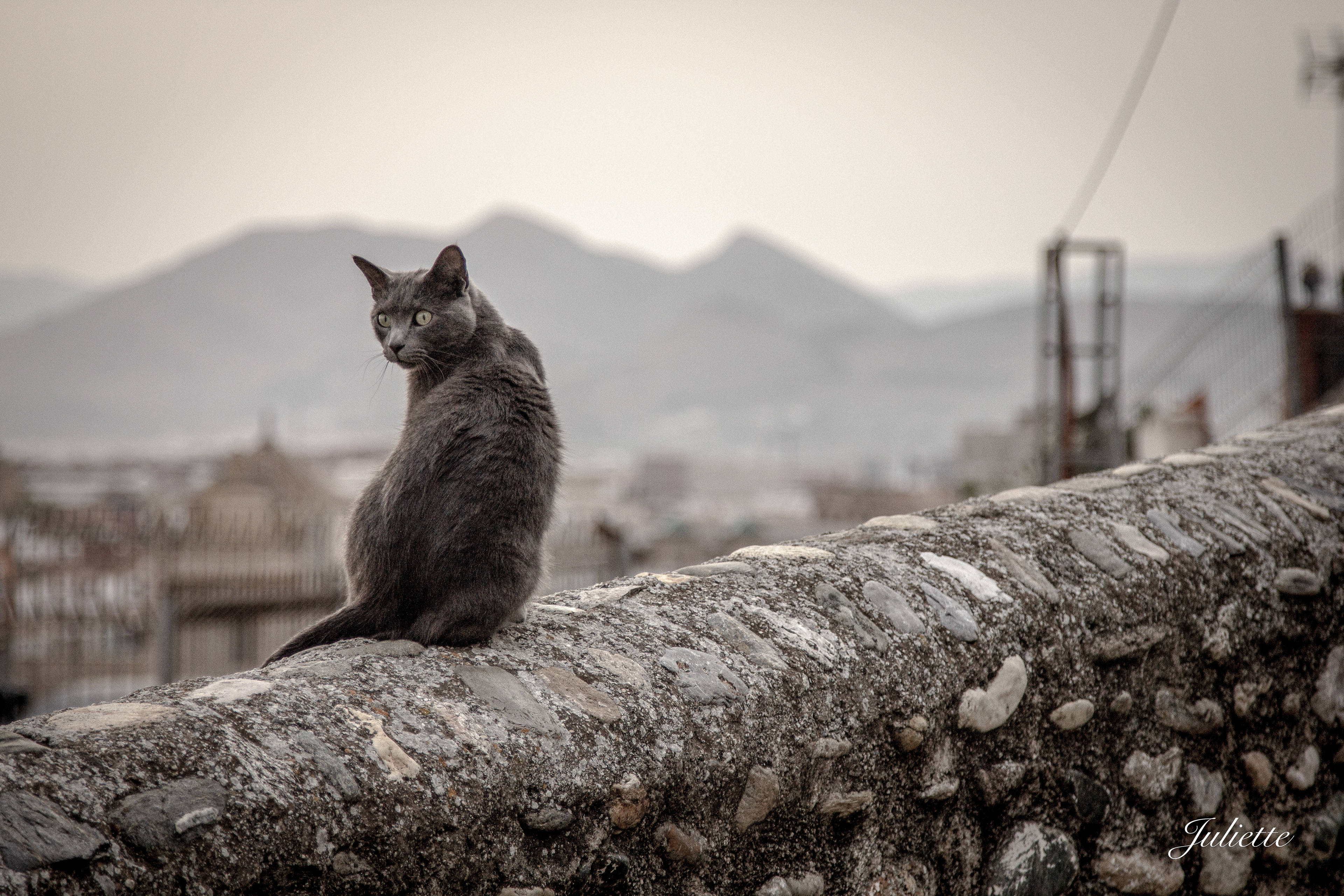 Gatito de Grenade