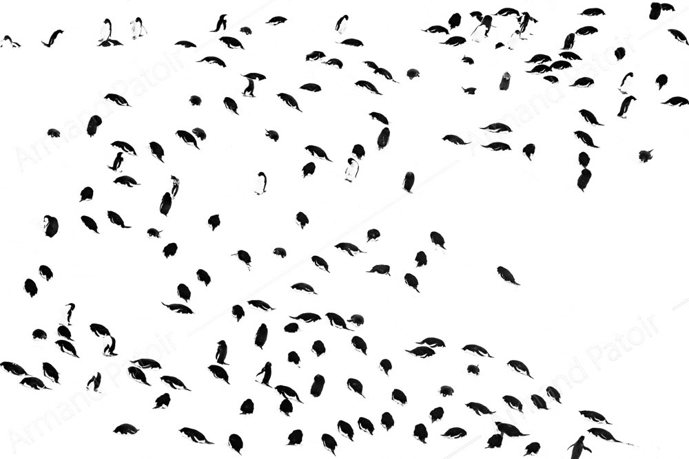 Une colonie de manchots Adélie à Dumont d'Urville. 