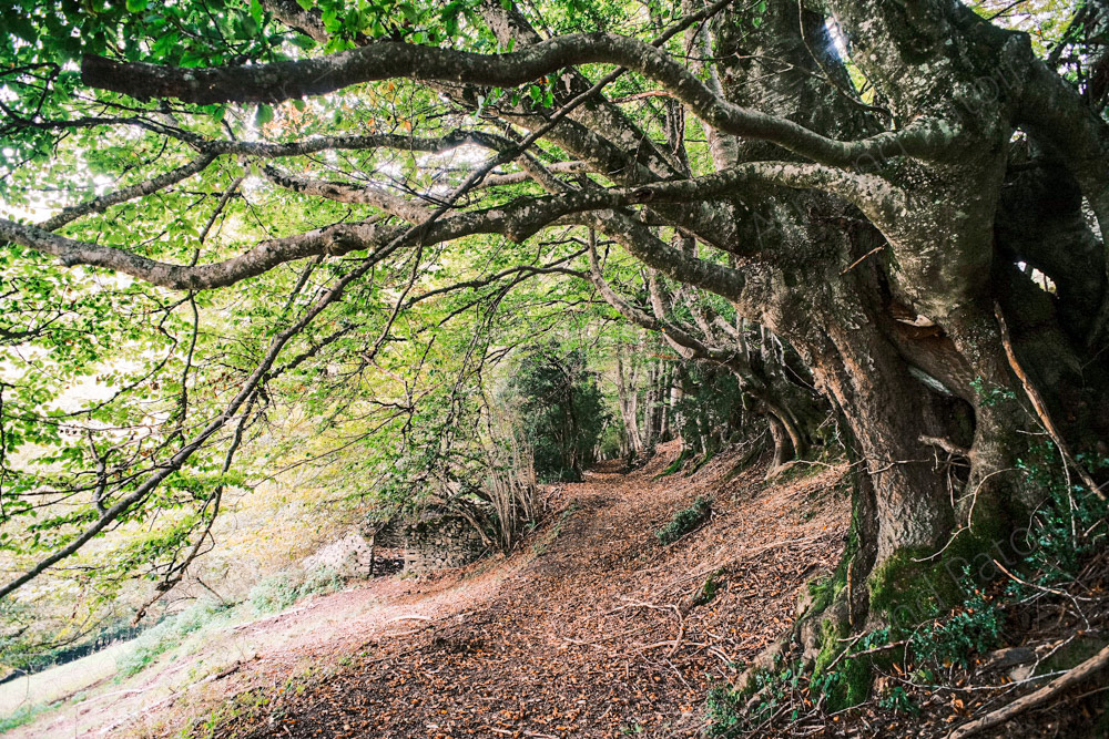 Forêt mystique, Comminges.