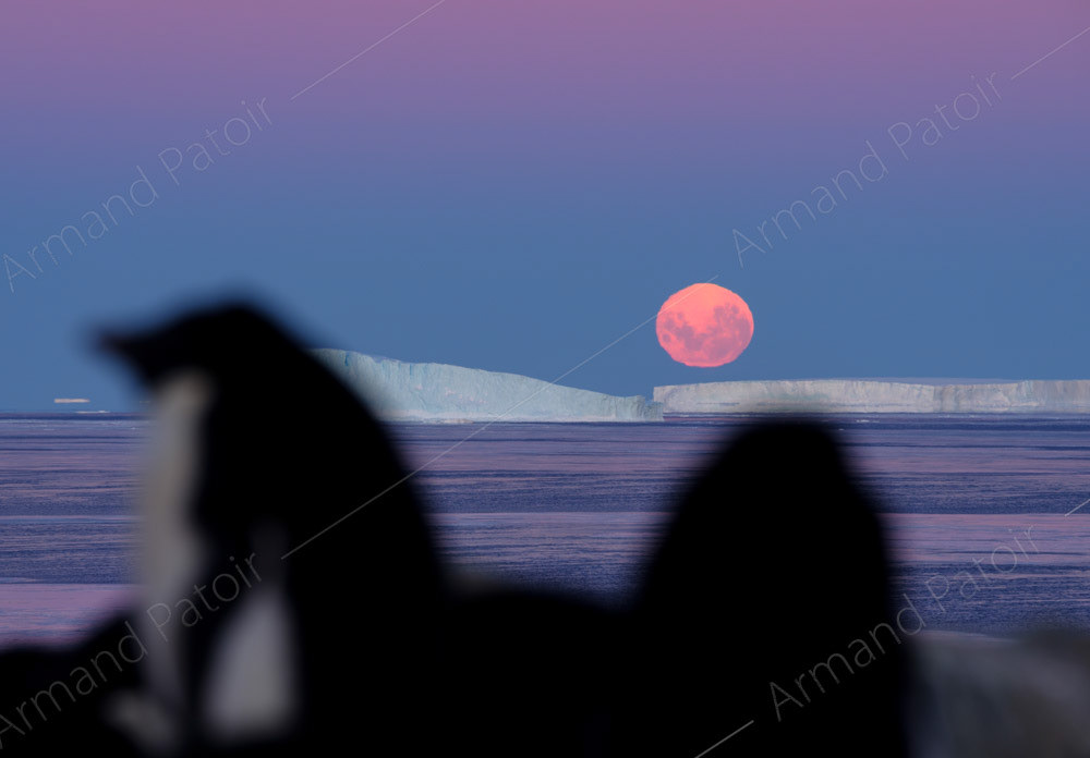 Manchots Adélie et icebergs tabulaires, sous la pleine lune rousse. Dumont d'Urville.