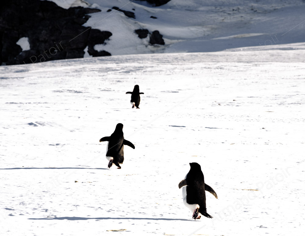 Les gosses à la cour de récré. Dumont d'Urville.