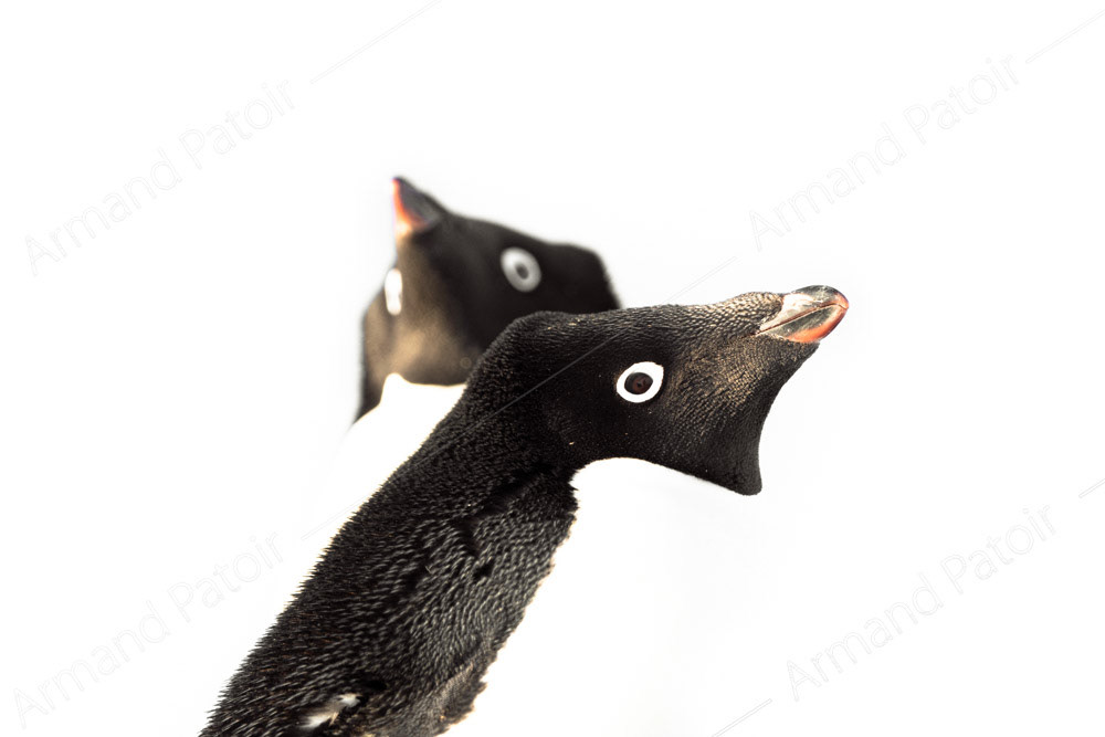 Portraits croisés de manchots Adélie. Dumont d'Urville.