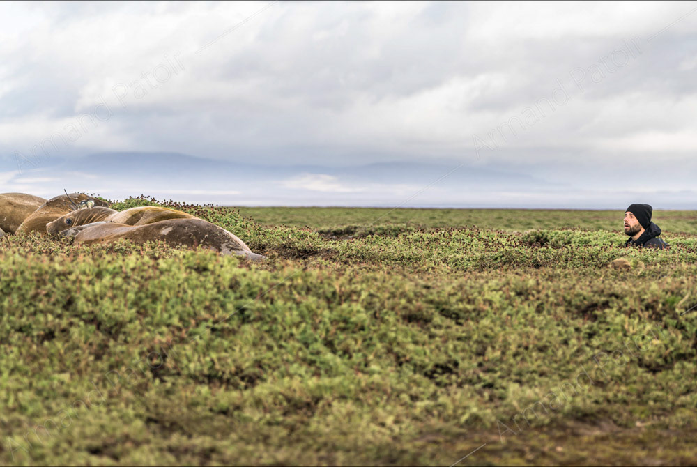 Ce scientifique attend le moment opportun pour aller équiper un éléphant de mer d'une balise GPS