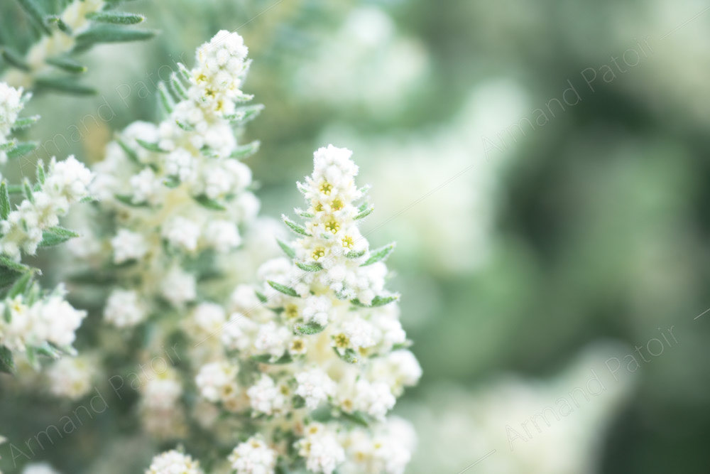 Flore de l'île d'Amsterdam