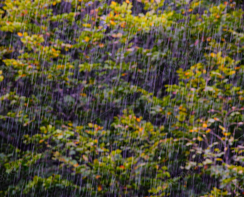 Pluie battante. Comminges.