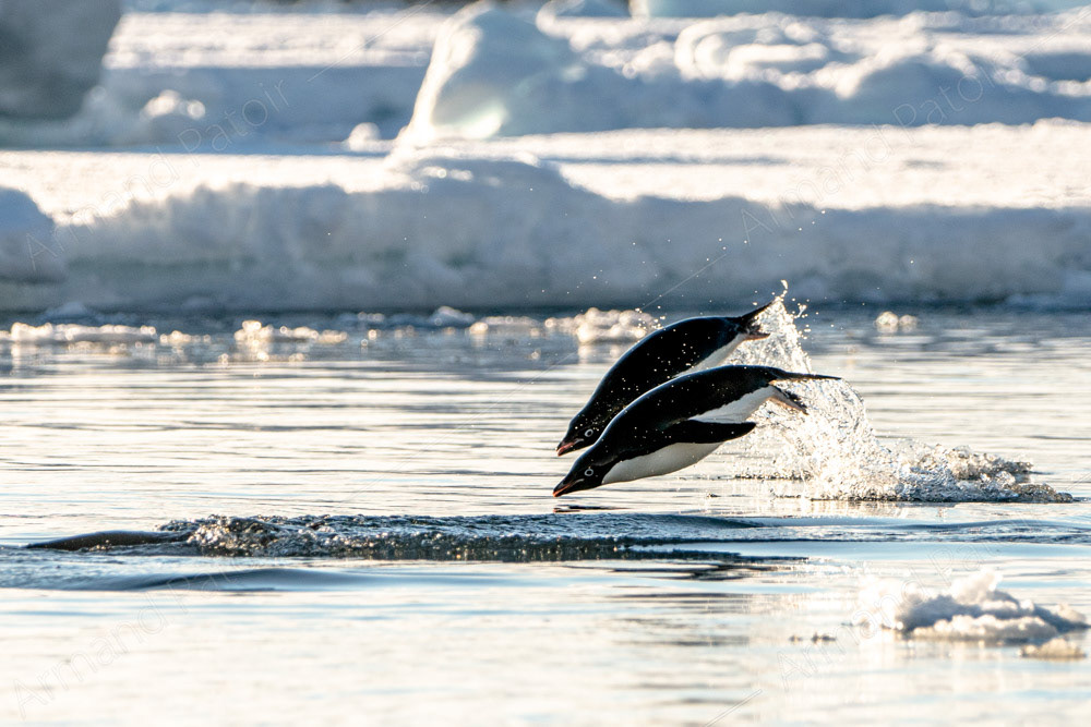 2 manchots Adélie marsouinnent dans l'océan Austral. Dumont d'Urville.