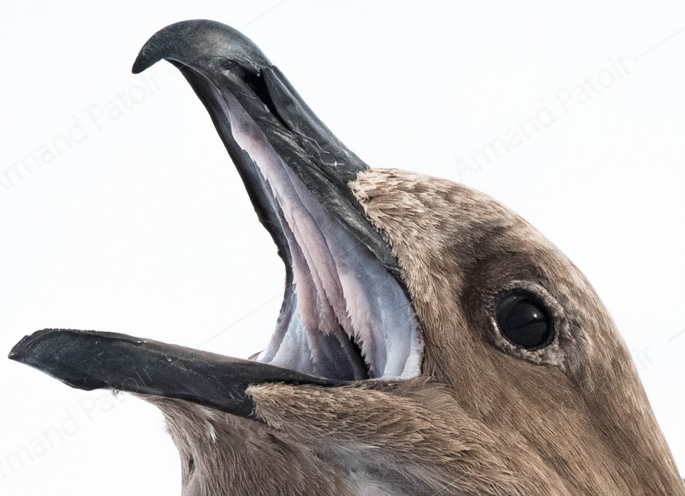 Ouvrez la bouche et dites "Skuaaaaa"...