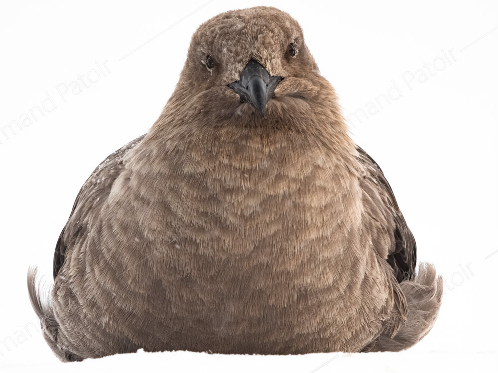 Labbe Antarctique ou Skua, au repos. Dumont d'Urville.