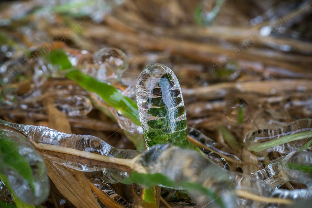 Capsule cryogénique