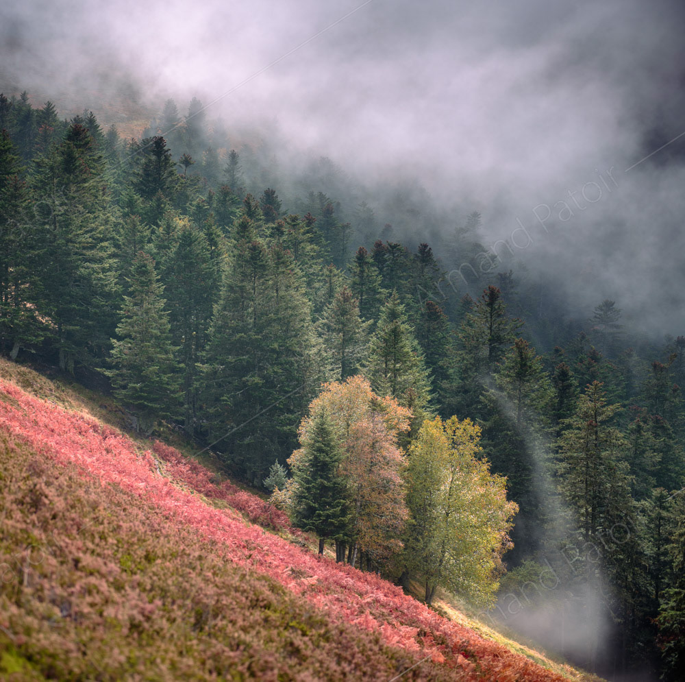 Forêt de conifères en automne. Comminges.