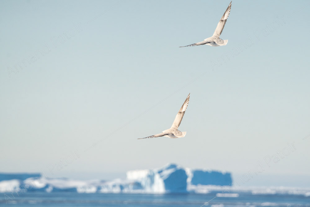 Deux Fulmars survolent l'océan. Dumont d'Urville.