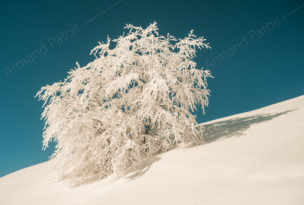 Arbre en tenue hivernale sur le massif du Cagire.