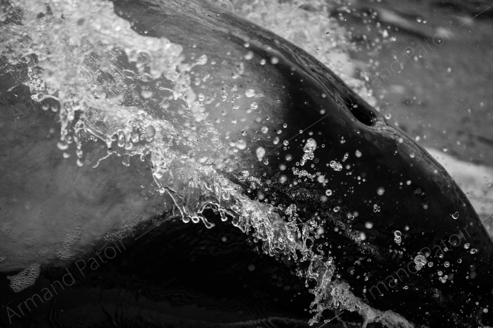 Dauphin de Commerson