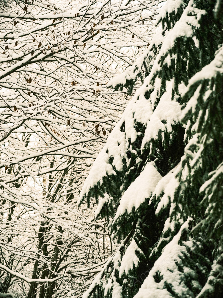 Feuillus & conifères