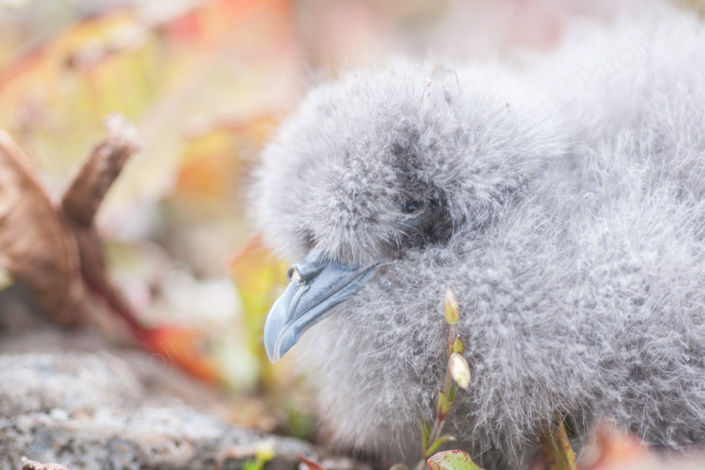 Poussin de Pétrel 