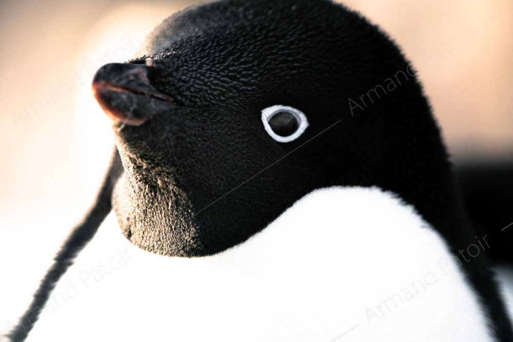 Manchot Adélie en pleine méditation. Dumont d'Urville.