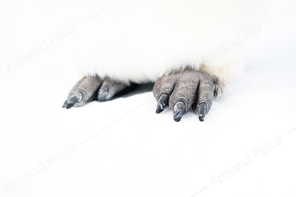 Gros plan sur les magnifiques pattes d'un manchot Empereur. Dumont d'Urville.