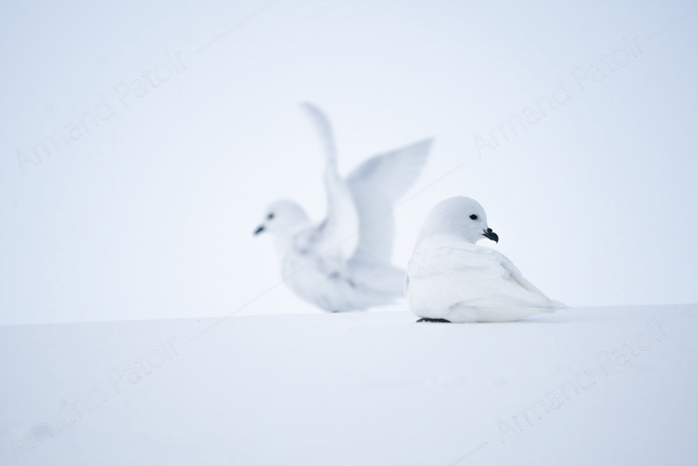Deux Pétrels des Neiges, posés sur la neige. Dumont d'Urville.