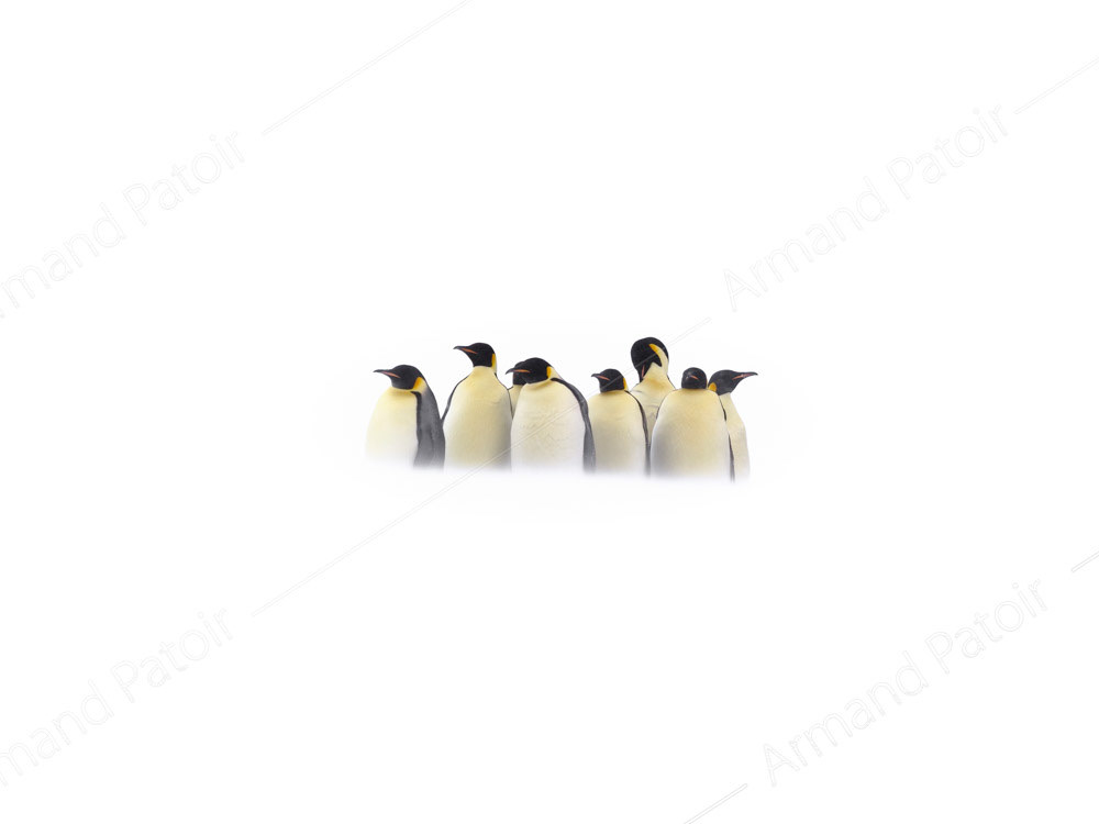 Manchots Empereurs blottis en attendant que la tempête passe. Dumont d'Urville.