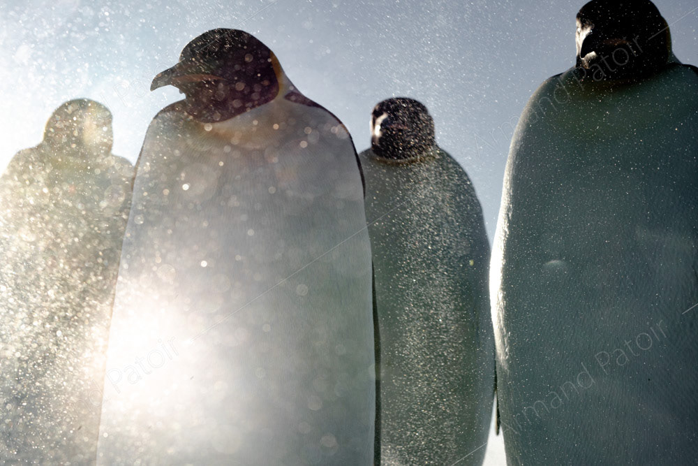 Manchots in Black. Dumont d'Urville.