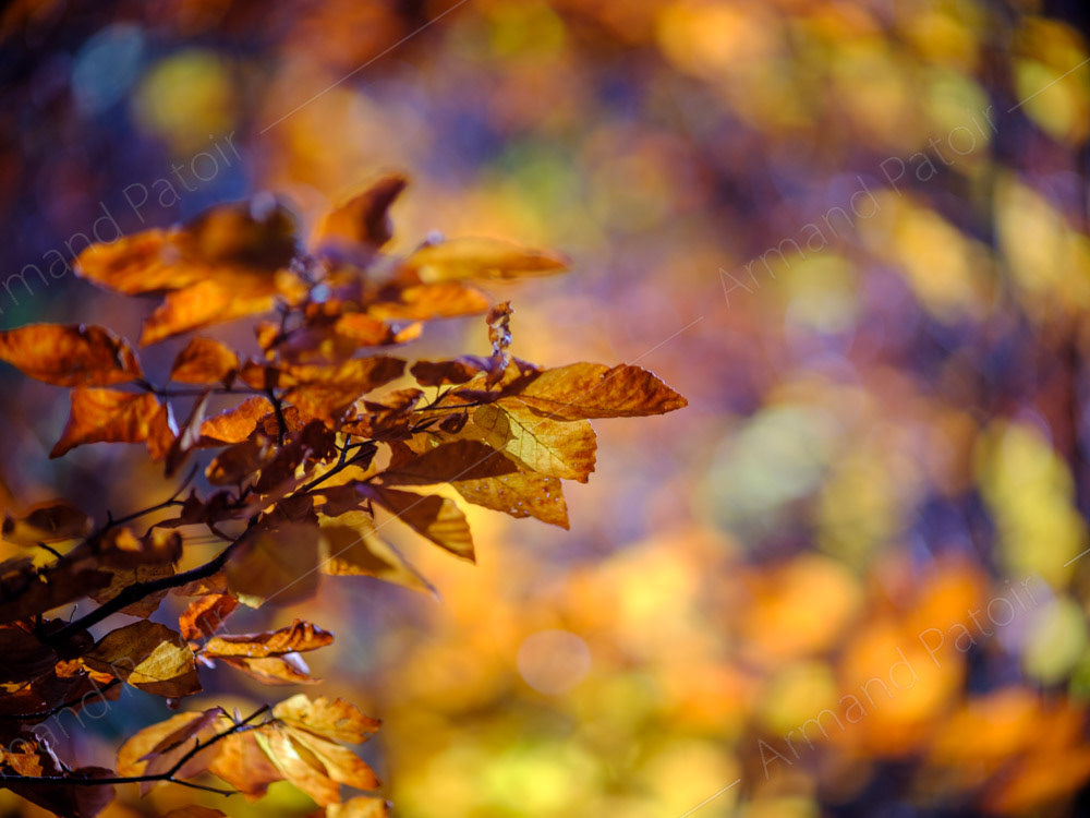 La folie des couleurs I