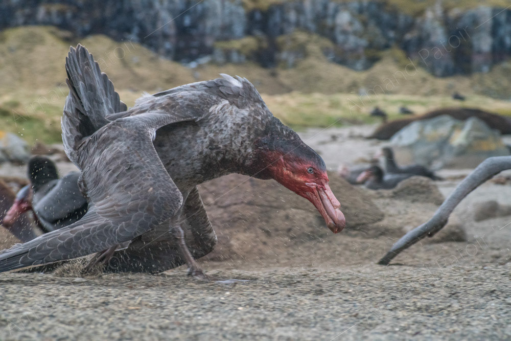 Curée de Pétrels Géants