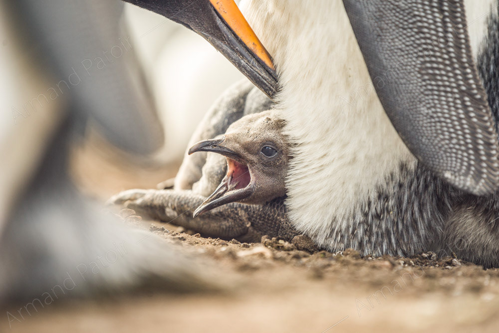 Sous autorité parentale